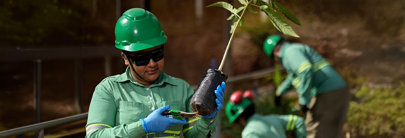 Sustainability Environment